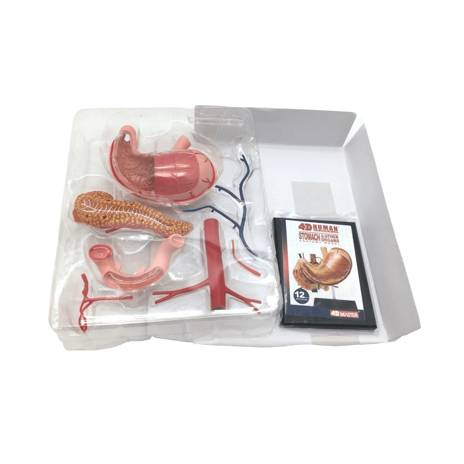 4D Medical model of the human stomach and other organs