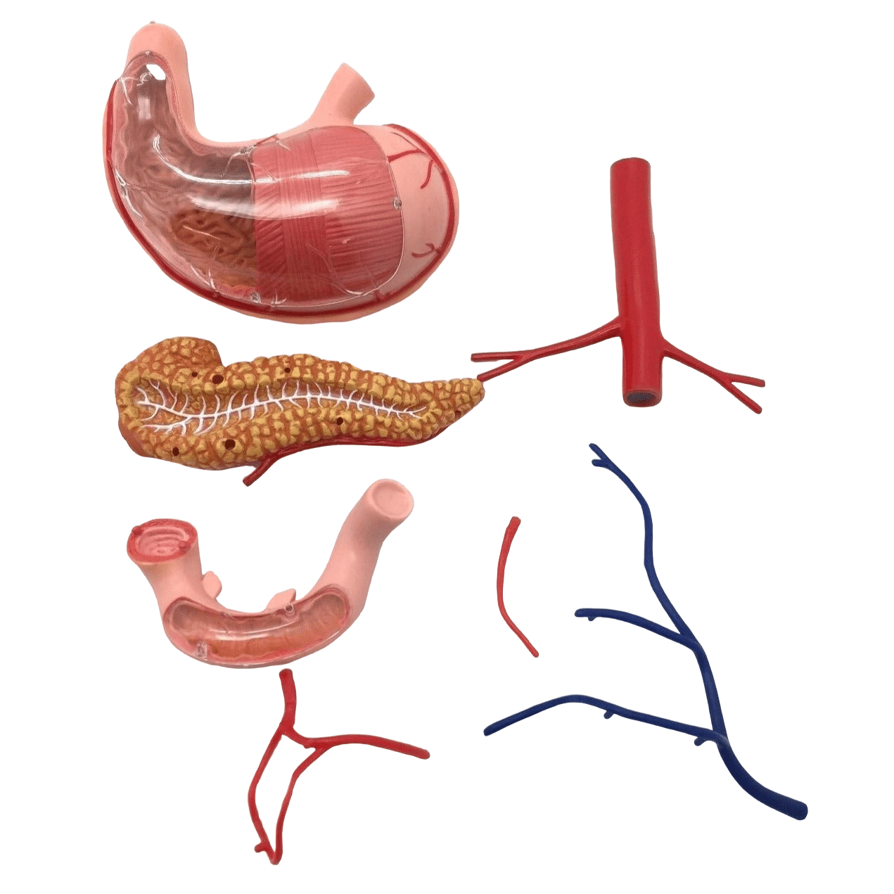 4D Medical model of the human stomach and other organs